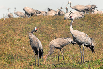 graceful beautiful cranes walk in the meadow