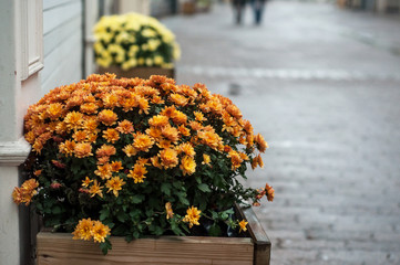 closeup of colorful chrysanthemums in pot in the street