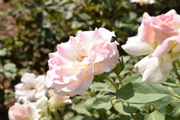 rosa bianca