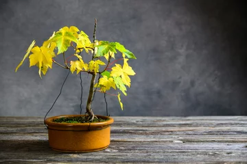 Abwaschbare Fototapete Bonsai Ahorn-Bonsai mit Herbstlaub in brauner Schale auf Holzbrett