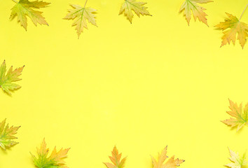Autumn yellow background with autumn maple leaves.
