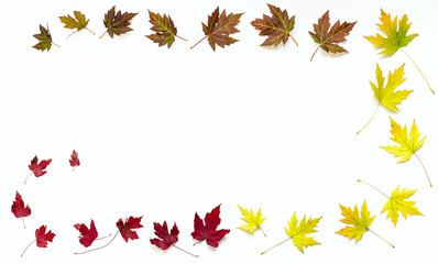Autumn white background with autumn maple leaves.