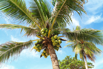 Obraz premium Fresh young coconut on tree