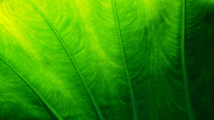 Green nature background and texture