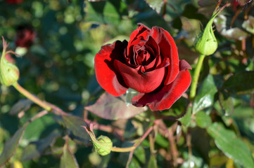 Red velvet roses blooming against the blue sky.