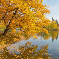 Fototapeta na wymiar Autumn oak with yellow leaves on the shore of the pond