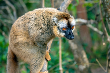 Common Brown Lemur - Red lemur (Eulemur rufus), Portrait.Endangered, endemic..Madagascar.