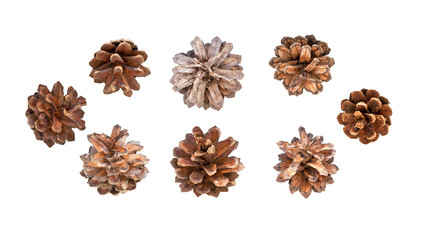 Cones pine. Pinecones. Fir cones with clipping path. Collection cones of coniferous trees isolated.