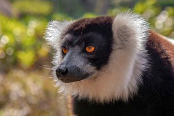 Black and White Ruffled Lemur Varecia Variegata, Madagascar