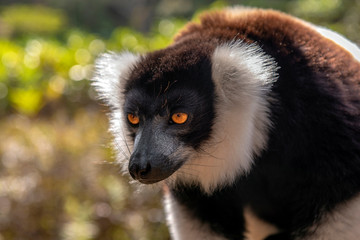Black and White Ruffled Lemur Varecia Variegata, MadagascarBlack and White Ruffled Lemur Varecia Variegata, Madagascar