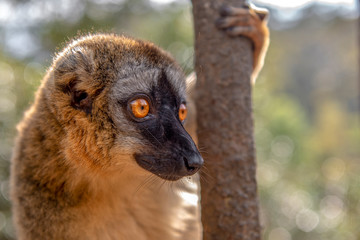 Common Brown Lemur - Red lemur (Eulemur rufus), Portrait.Endangered, endemic..Madagascar.