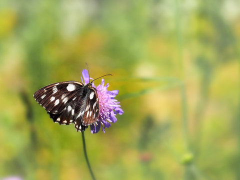 Marbled white butterfly on field scabious flower. Blurred background.