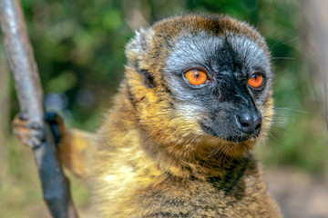 Common Brown Lemur - Red lemur (Eulemur rufus), Portrait.Endangered, endemic..Madagascar.