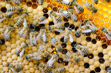 Activity in beehive