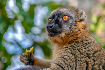 Common Brown Lemur - Red lemur (Eulemur rufus), Portrait.Endangered, endemic..Madagascar.