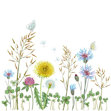 Fototapeta Summer wildflowers background. Grass, dandelion, clover, cornflowers. Print on paper or textile.