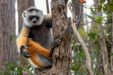 Diademed Sifaka. Diadema, endemic, endengered. Rare lemur,close up, portrait.(Propithecus diadema),Wild nature Madagascar