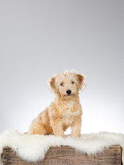 Cute and adorable puppy portrait. Image taken in a studio with white background. Copy space.