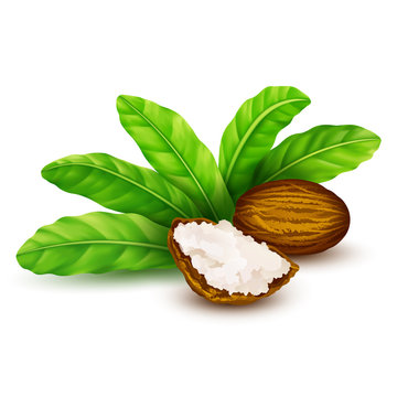 Shea nuts with leaves in vector.