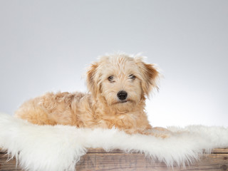 Cute and adorable puppy portrait. Image taken in a studio with white background. Copy space.