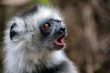 Diademed Sifaka. Diadema, endemic, endengered. Rare lemur,close up, portrait.(Propithecus diadema),Wild nature Madagascar