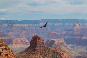Grand Canyon ed Aquila che vola