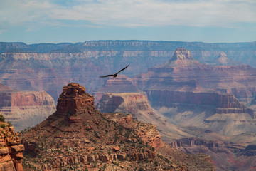 Grand Canyon ed Aquila che vola