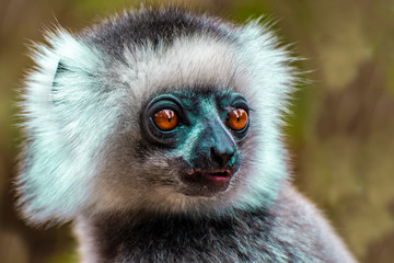 Diademed Sifaka. Diadema, endemic, endengered. Rare lemur,close up, portrait.(Propithecus diadema),Wild nature Madagascar