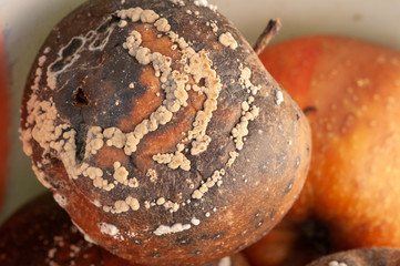 Fallobst Apfel mit Pilzbefall Monilia