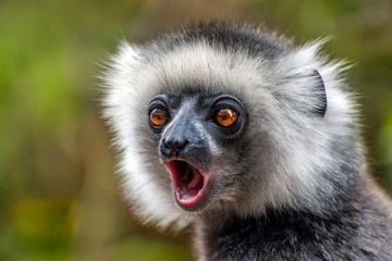 Diademed Sifaka. Diadema, endemic, endengered. Rare lemur,close up, portrait.(Propithecus...