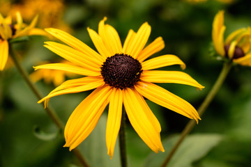 Black Eyed Susan Flower