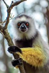 Diademed Sifaka. Diadema, endemic, endengered. Rare lemur,close up, portrait.(Propithecus diadema),Wild nature Madagascar