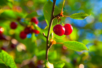 cherries on the branch