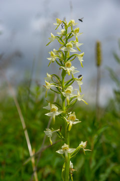 Gr&uuml;nliche Waldhyazinthe, Platanthera chlorantha