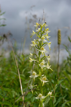 Gr&uuml;nliche Waldhyazinthe, Platanthera chlorantha