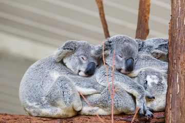 Koalas sleeping, Brisbane © livcool