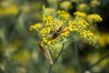 Wasp on a flower