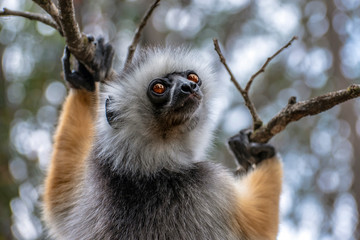 Diademed Sifaka. Diadema, endemic, endengered. Rare lemur,close up, portrait.(Propithecus diadema),Wild nature Madagascar