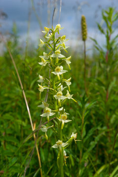 Gr&uuml;nliche Waldhyazinthe, Platanthera chlorantha