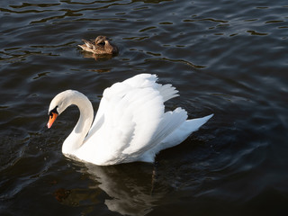 Swan in Vltava river, Prague