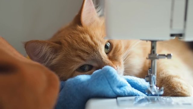 Cute ginger cat is sleeping behind sewing machine. Fluffy pet licking. Cozy home background.