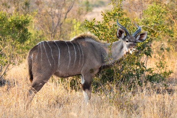 Full body profile portrait of young adult male lesser Kudu, Tragelaphus imberbis, in African landscape eating leaves off a shrub