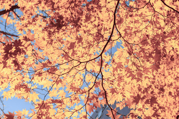 Obraz na płótnie Canvas Brown Maple leaves in autumn season