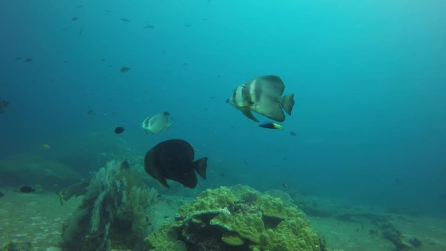 Longfin Batfish (Spadefish) fish on coral reef 