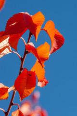 Colorful foliage in autumn with blue sky background