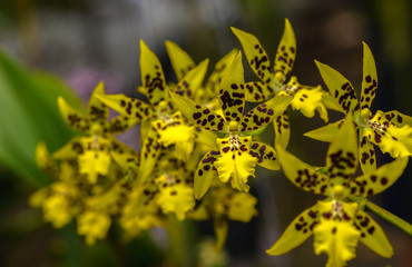 Bouquet of yellow Rhynchostylis orchid flower