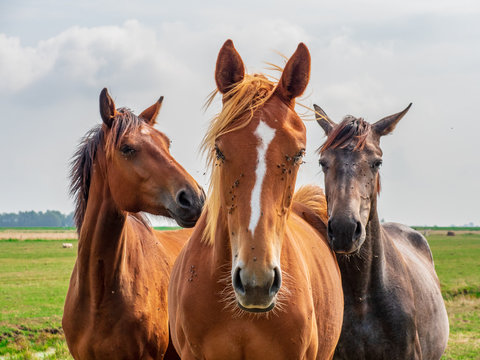 Horses suffer from the flies on their heads