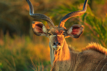 Front view of portrait of male Greater kudu, a species of antelope at sunset light. Game drive...