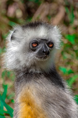 Fototapeta premium Diademed Sifaka. Diadema, endemic, endengered. Rare lemur,close up, portrait.(Propithecus diadema),Madagascar