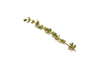 Sprig of thyme isolated on a white background